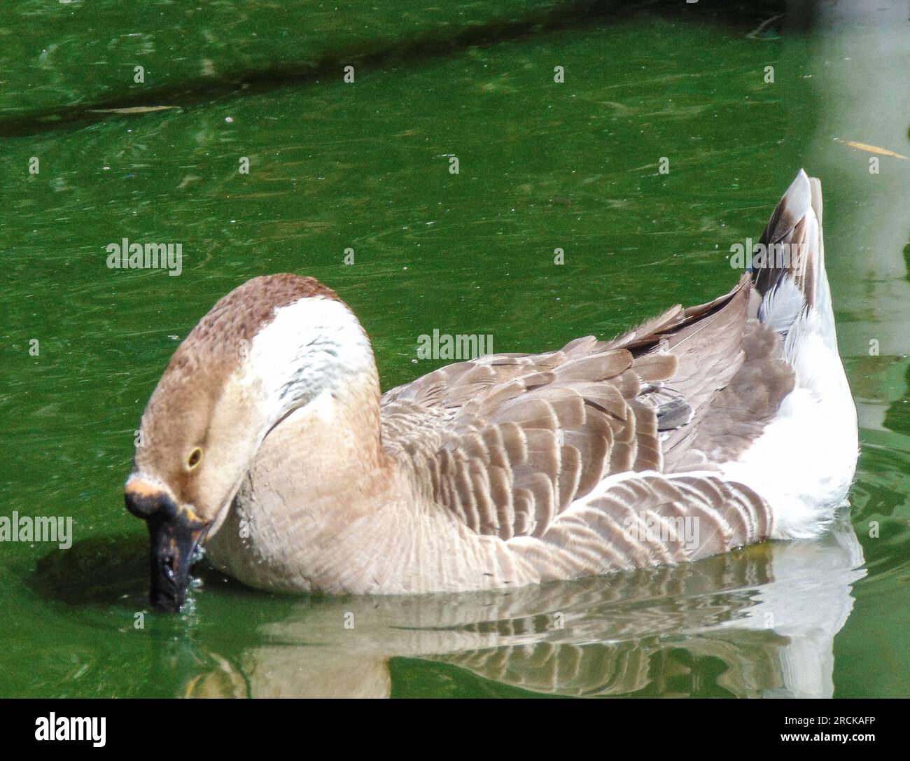 Swan Goose sull'acqua. Anser cygnoides Foto Stock