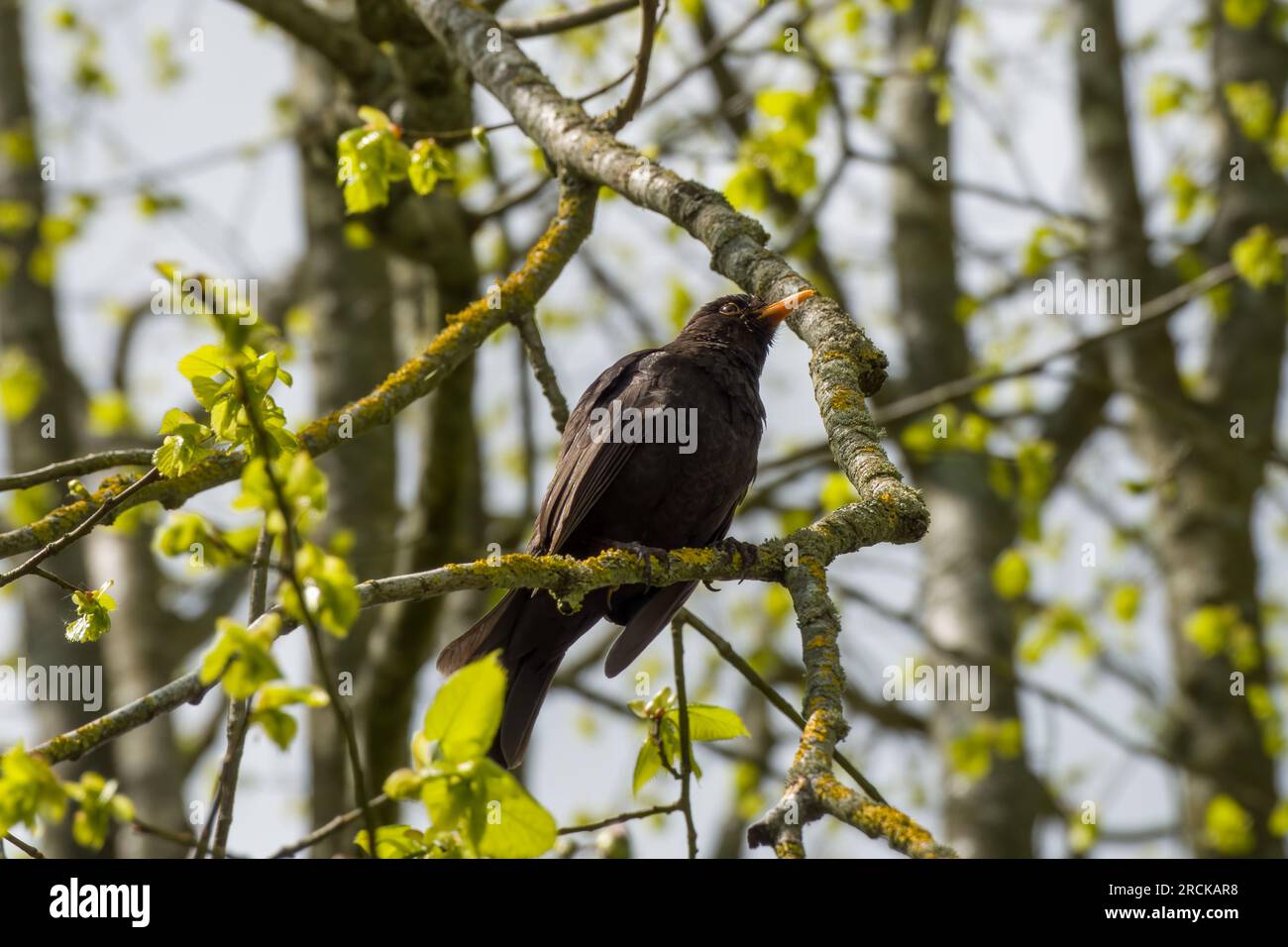Maschio Blackbird Turdus merula arroccato sul ramo di un albero Foto Stock