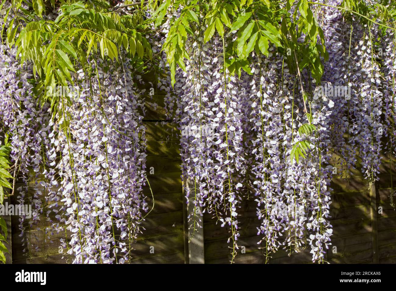 glicine fiorente un bellissimo albero prolifico con fiori viola profumati in racemi pendenti Foto Stock