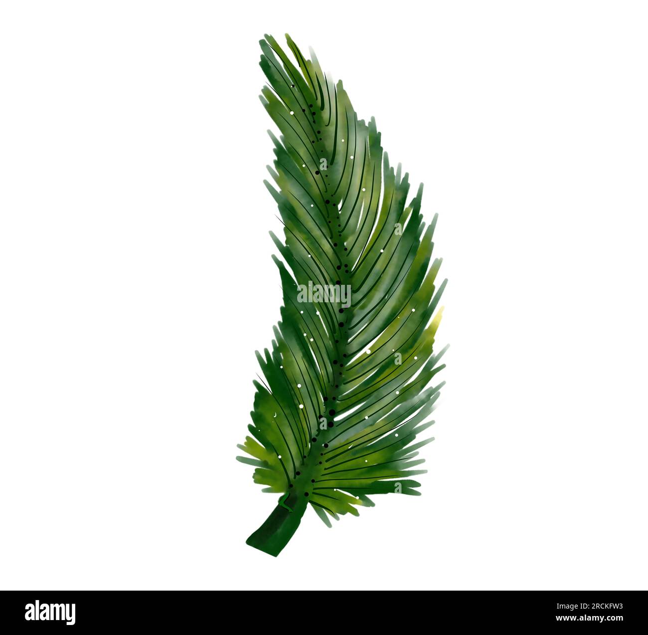 Foglie di palma. Pittura ad acquerello su sfondo bianco.isolate Foto Stock