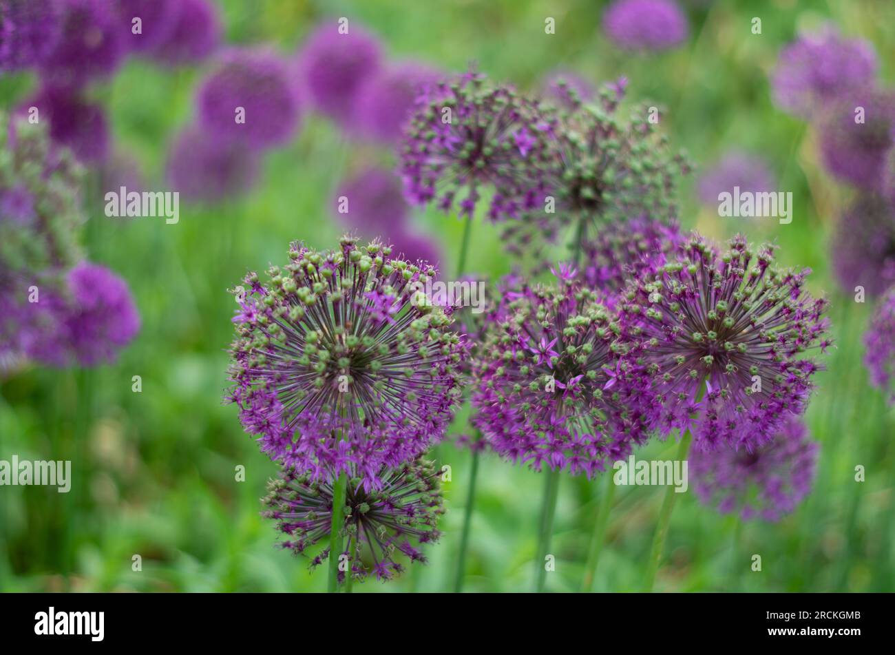 Fiori viola Allium Foto Stock