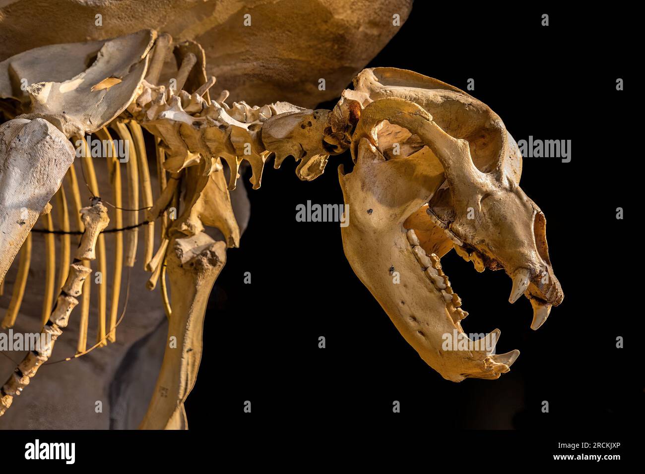 Cranio e scheletro di orso grotta, mostra museale, Entremont-le-Vieux, Francia Foto Stock