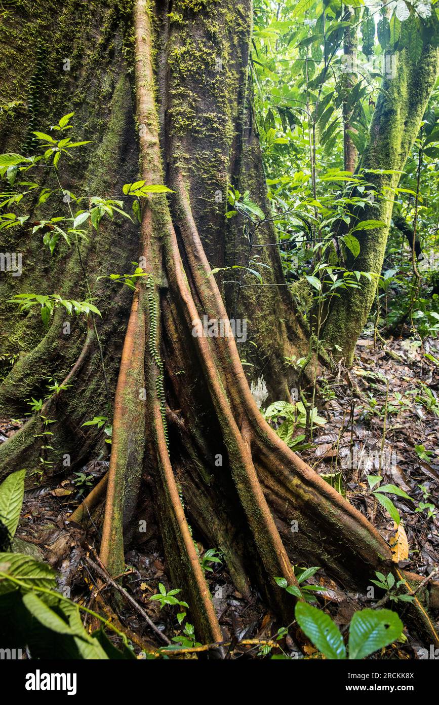 Contrafforti su alberi di fichi strangolanti, Ficus spp., parco nazionale Mulu foresta pluviale, Malesia Foto Stock