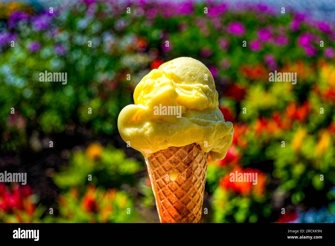 Cono gelato con una paletta di gelato maracuya su uno sfondo sfocato con fiori. Foto Stock