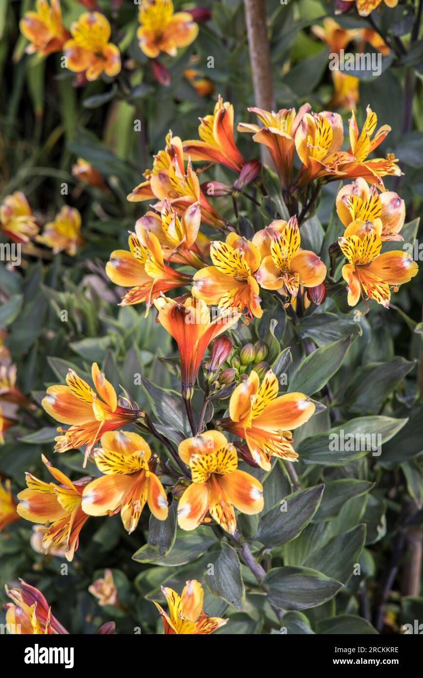 Fiore di Alstroemeria, giglio peruviano o Giglio degli Inca, in giardino, Galles, Regno Unito Foto Stock