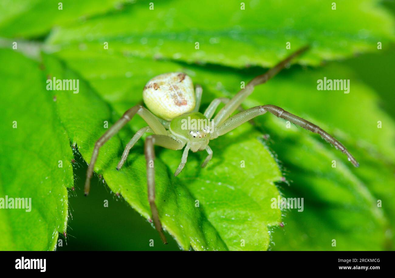 Ragno granchio giapponese (Ebrechtella tricuspidata), Thomisidae. Kobe, Giappone Foto Stock