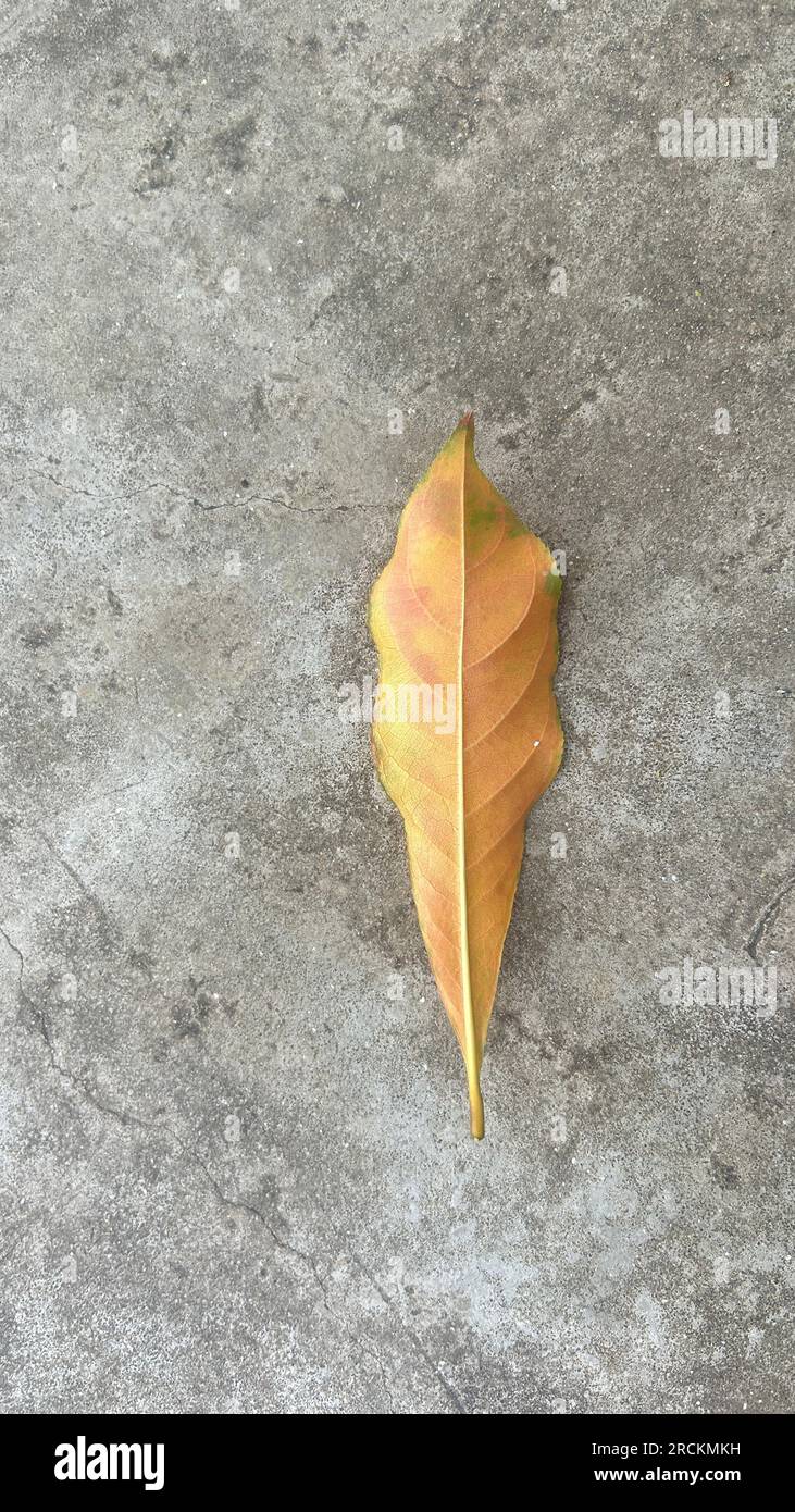 Foglie asciutte su fondo cementizio, natura autunnale e ambiente. Foto Stock