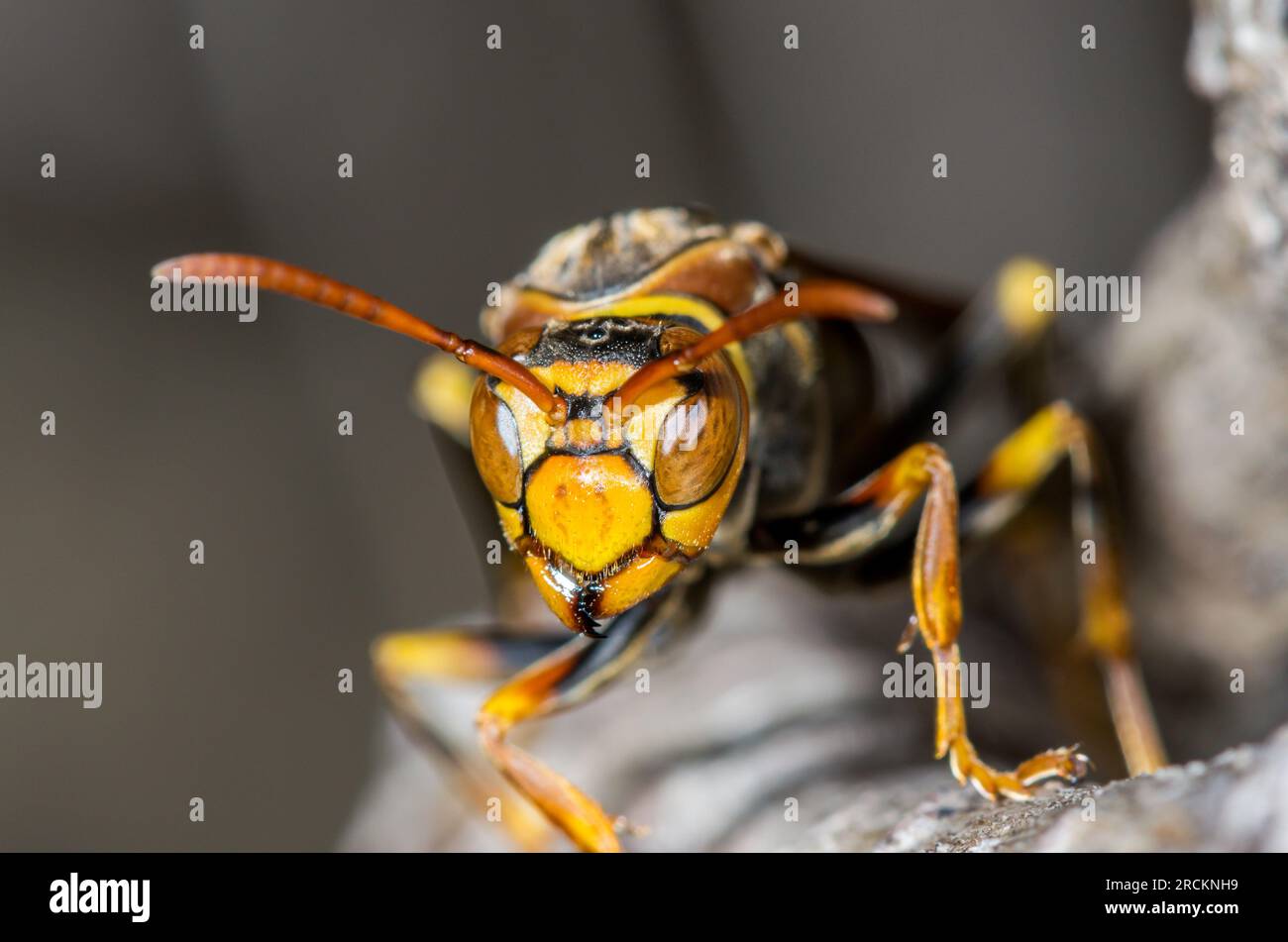 Vespa giapponese di carta a vita scura (Polistes jokahamae), Vespidae. Kobe, Giappone Foto Stock