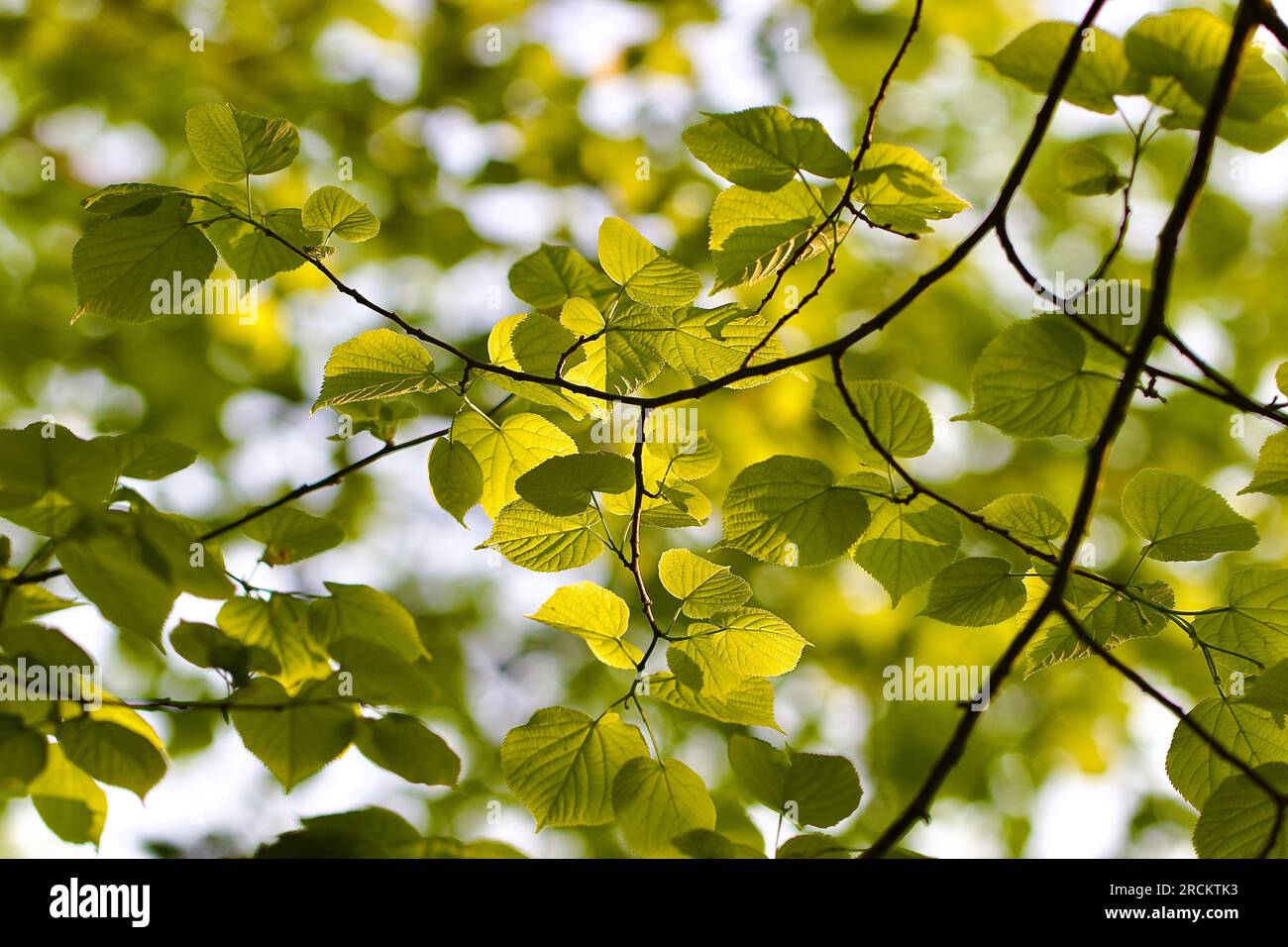 La luce del sole dappata splende attraverso le foglie verdi dell'antico Lime nel Great Linford Manor Park, Milton Keynes Foto Stock