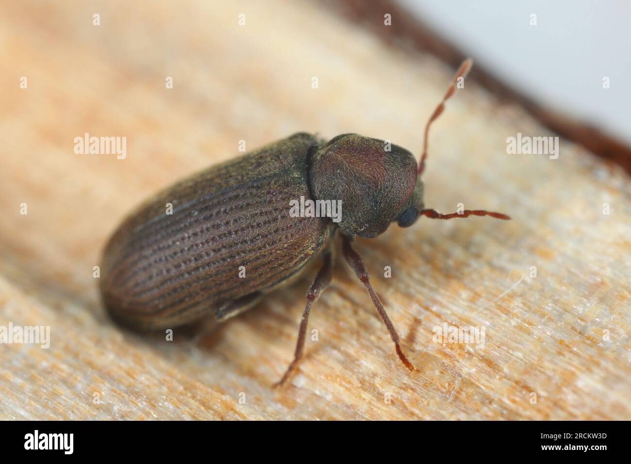 Verme o scarabeo per mobili (Anobium punctatum). Lo scarabeo sul legno in cui si sviluppano le sue larve. Foto Stock