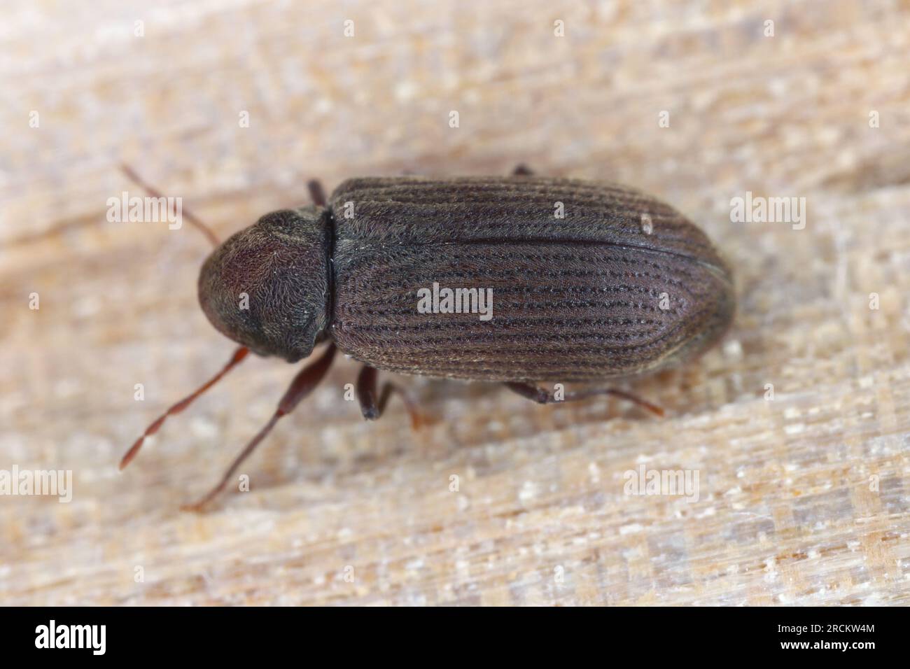 Verme o scarabeo per mobili (Anobium punctatum). Lo scarabeo sul legno in cui si sviluppano le sue larve. Foto Stock