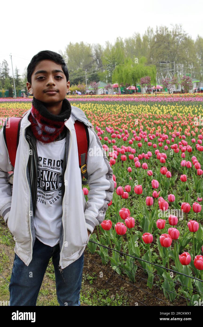Fiore di tulipani e festival dei tulipani nel Kashmir. Splendida immagine per il montaggio a parete, sfondo floreale. Stagione turistica per visitare il Kashmir. Foto Stock
