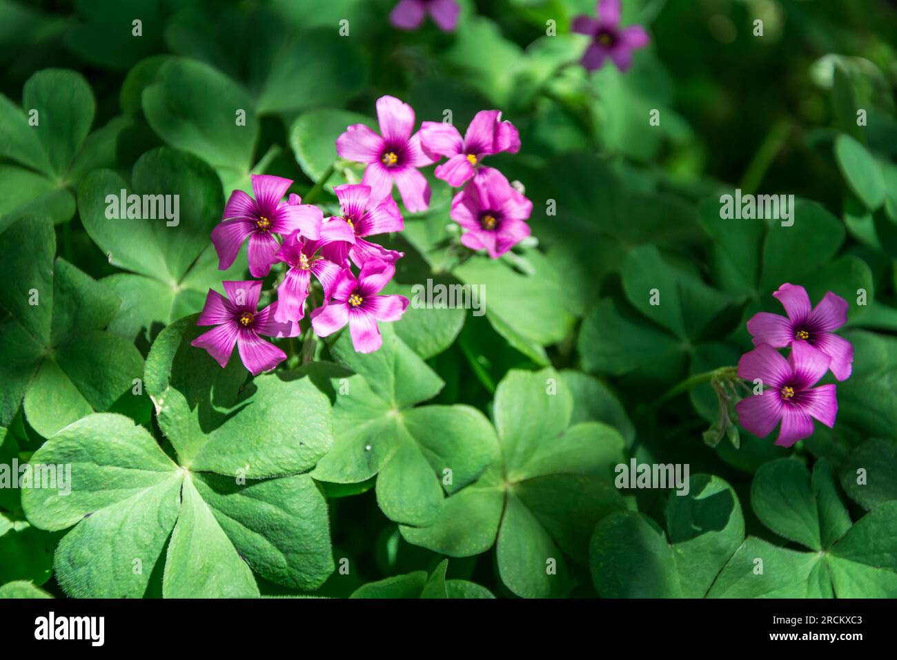 Primo piano di una bella pianta con fiori viola. Fa parte del genere Oxalis che comprende oltre 550 specie molto comuni e utilizzate per gli ornamen Foto Stock