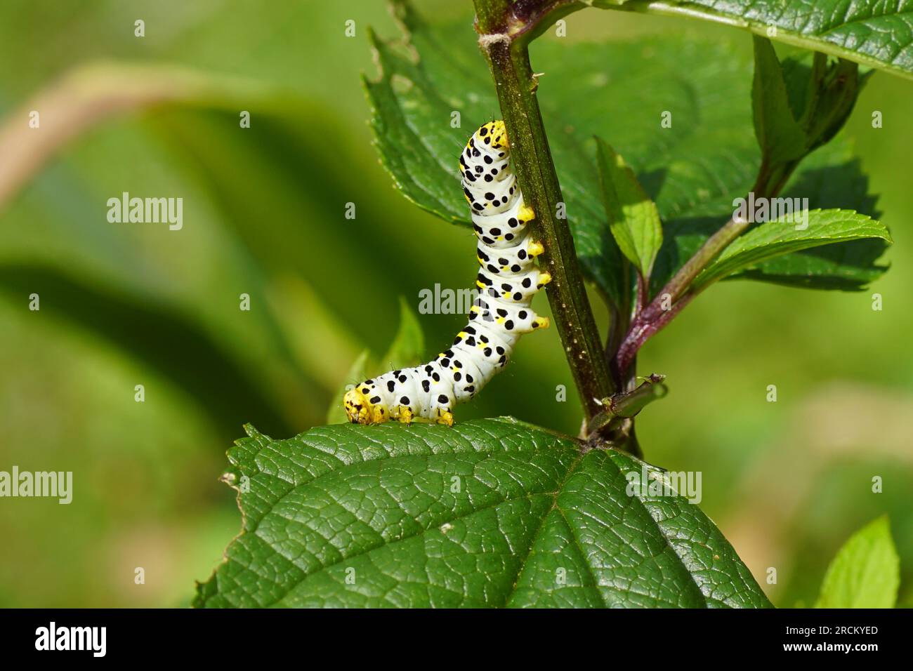 Caterpillar of Water Betony (Cucullia scrophulariae). Falene di famiglia (Noctuidae). Sul ficwort comune (Scrophularia nodosa). Estate, giardino olandese, Foto Stock