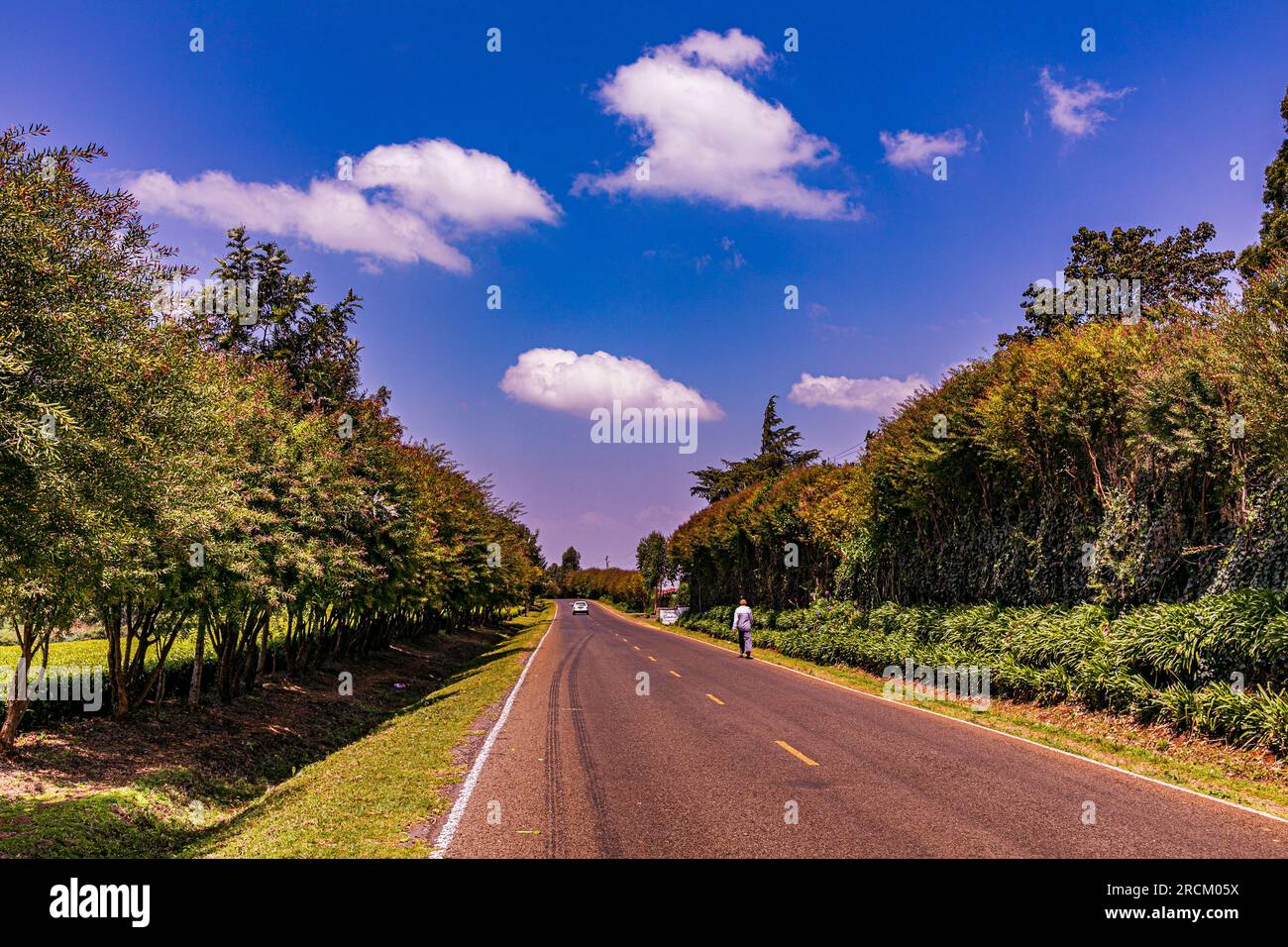 Kiambu County Farm Farming tè foglie di fattoria piantagioni su larga scala nella contea di Kiambu Kenya Africa orientale Foto Stock