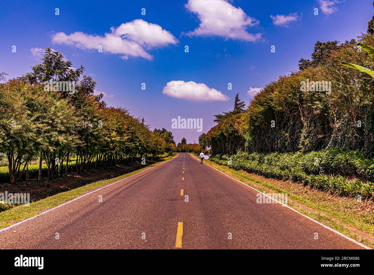 Kiambu County Farm Farming tè foglie di fattoria piantagioni su larga scala nella contea di Kiambu Kenya Africa orientale Foto Stock