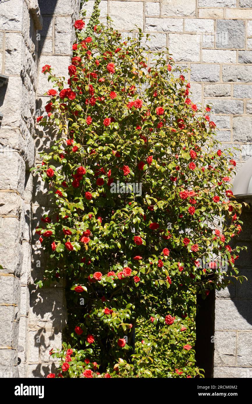Cespuglio di camelia rossa che fiorisce in primavera accanto a un muro di pietra Foto Stock
