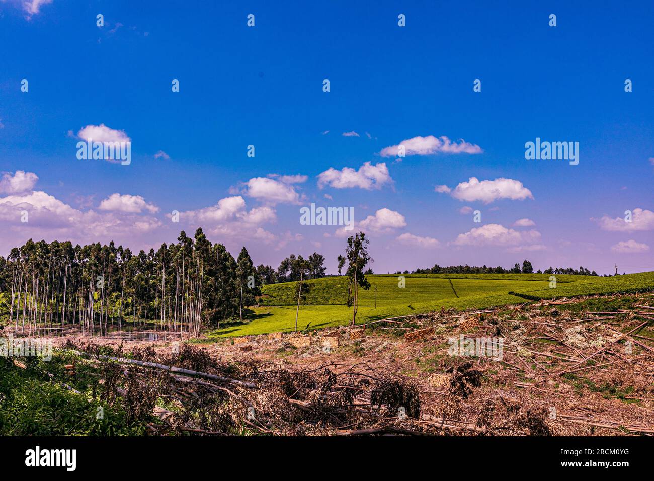 Kiambu County Farm Farming tè foglie di fattoria piantagioni su larga scala nella contea di Kiambu Kenya Africa orientale Foto Stock