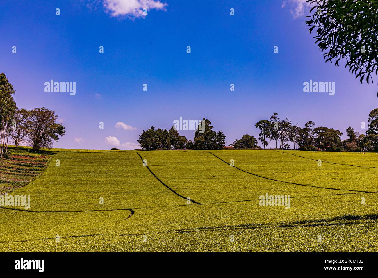 Kiambu County Farm Farming tè foglie di fattoria piantagioni su larga scala nella contea di Kiambu Kenya Africa orientale Foto Stock