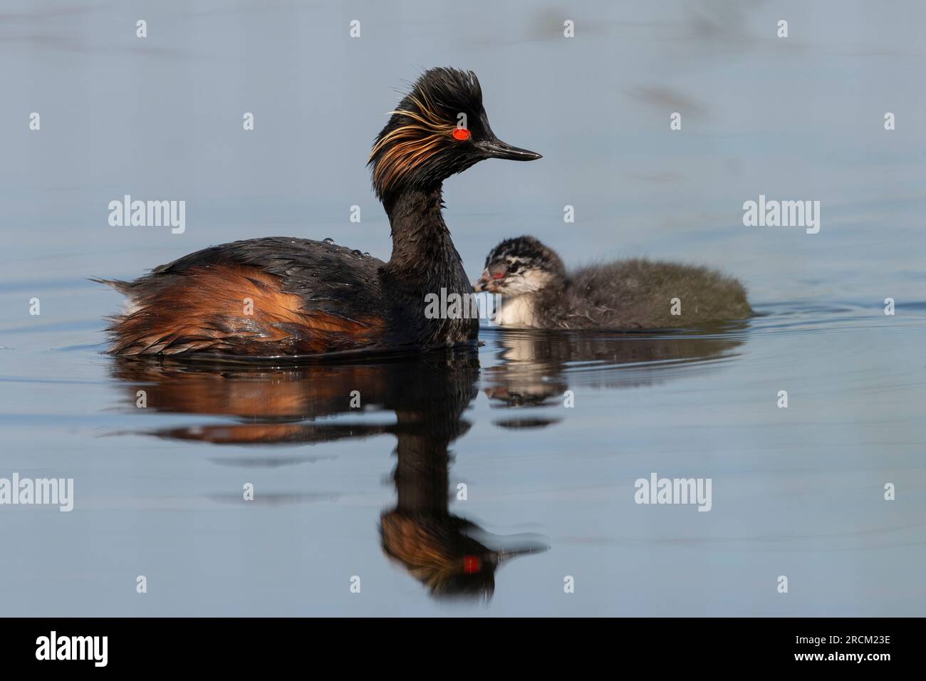 Grebe e pulcino dal collo nero (Podiceps nigrocollis), Inghilterra. Foto Stock