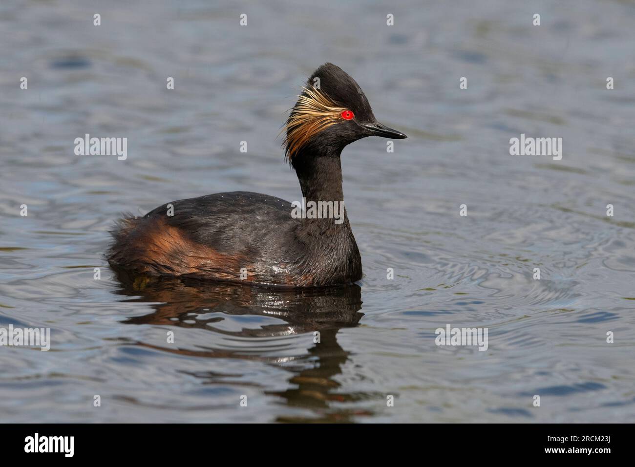 Grebe dal collo nero (Podiceps nigrocollis), Inghilterra. Foto Stock
