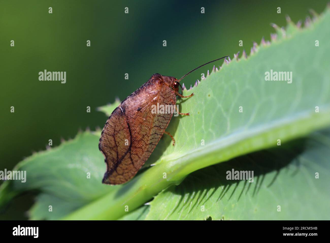 Aletta d'aceto con gancio (Drepanepteryx phalaenoides). Un insetto predatore che mangia piccoli invertebrati, compresi i parassiti delle piante. Un insetto benefico. Foto Stock