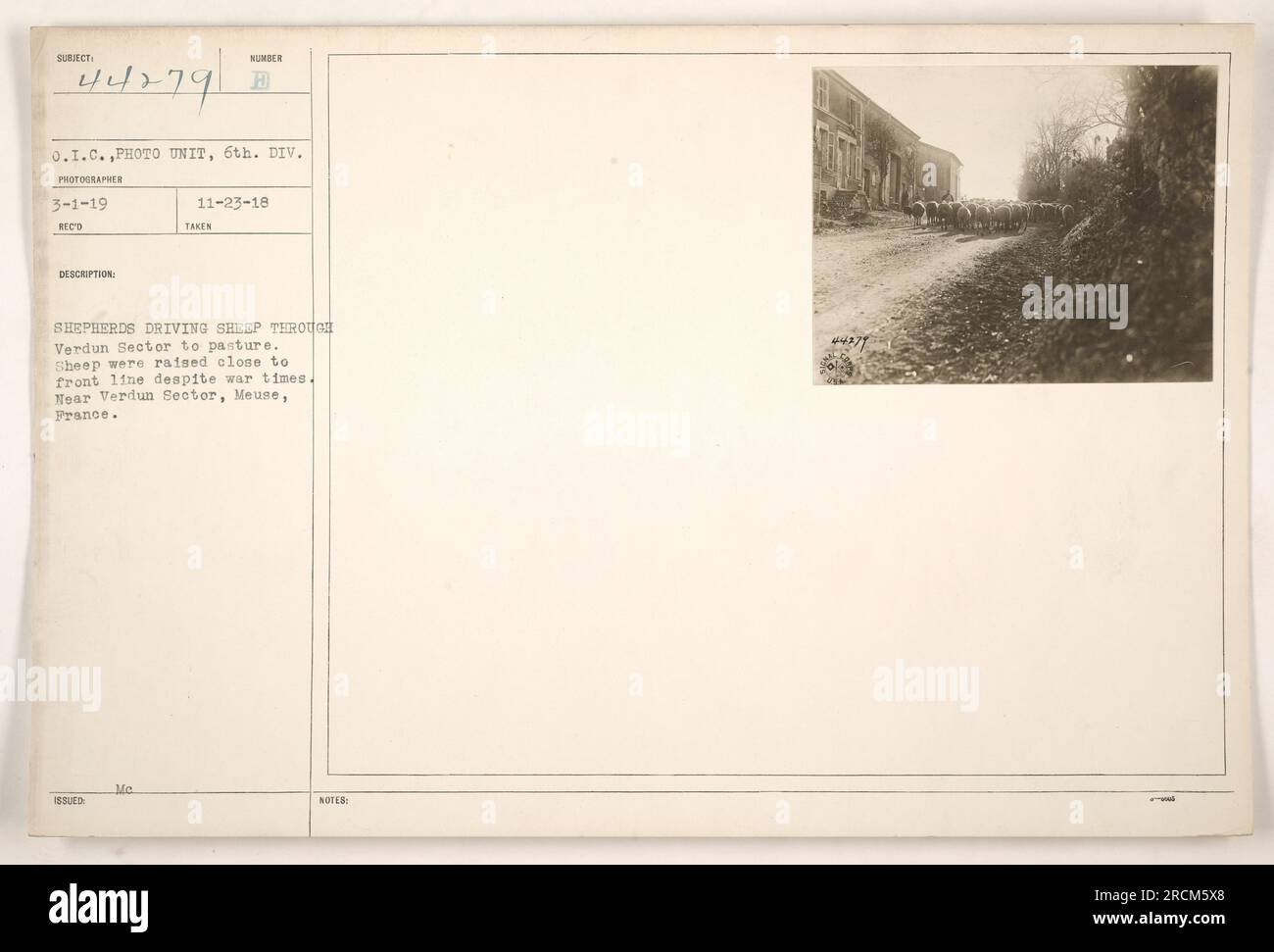 Una foto scattata il 1 marzo 1919 dal fotografo della 6th Division Photo Unit. L'immagine, etichettata come soggetto 44279, mostra i pastori che conducono le pecore al pascolo attraverso il settore Verdun. Nonostante la guerra in corso, le pecore furono allevate in prossimità della linea del fronte. La posizione è vicino al settore Verdun a Mosa, in Francia. Non vengono fornite note aggiuntive. Foto Stock