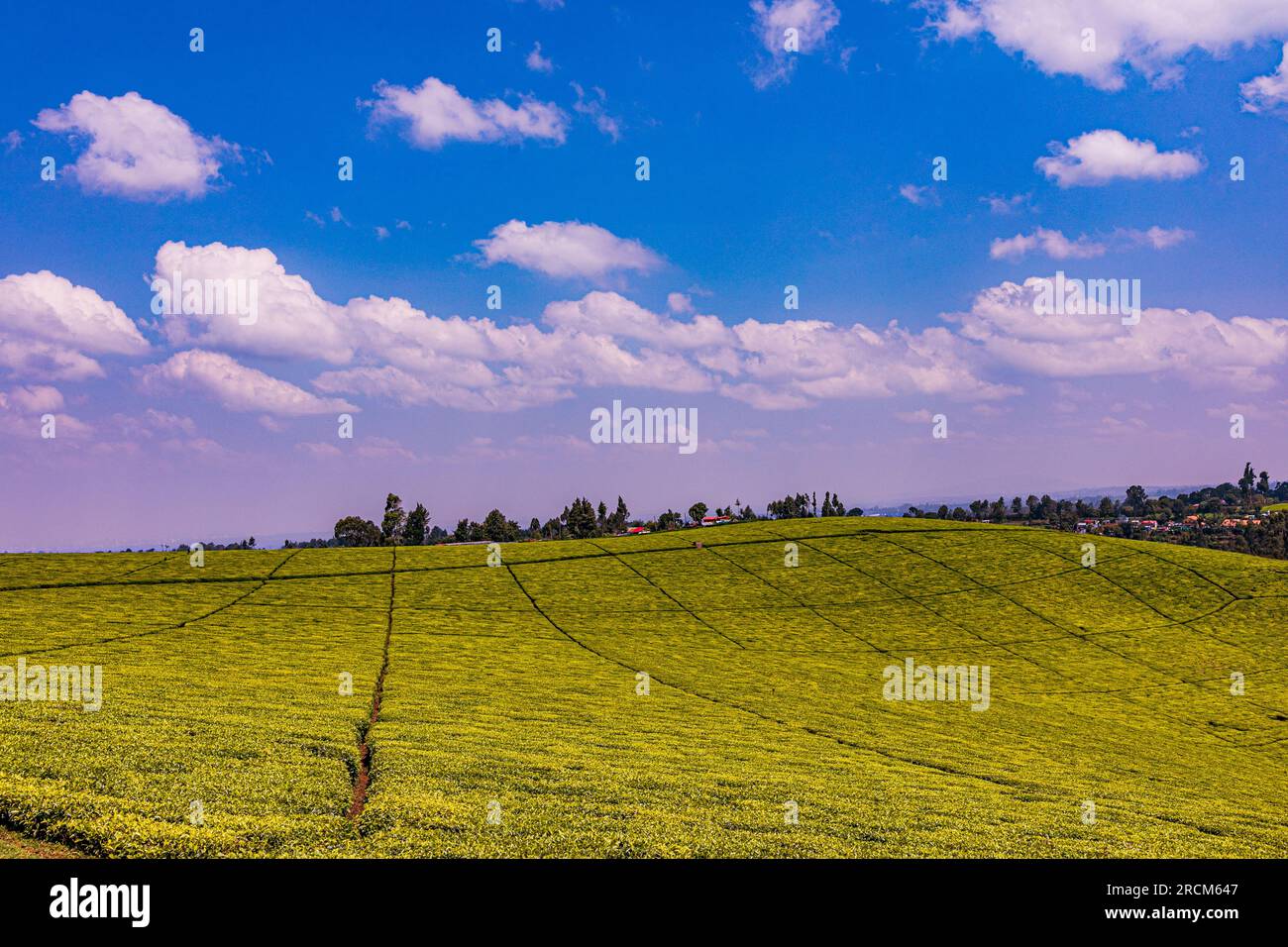 Kiambu County Farm Farming tè foglie di fattoria piantagioni su larga scala nella contea di Kiambu Kenya Africa orientale Foto Stock