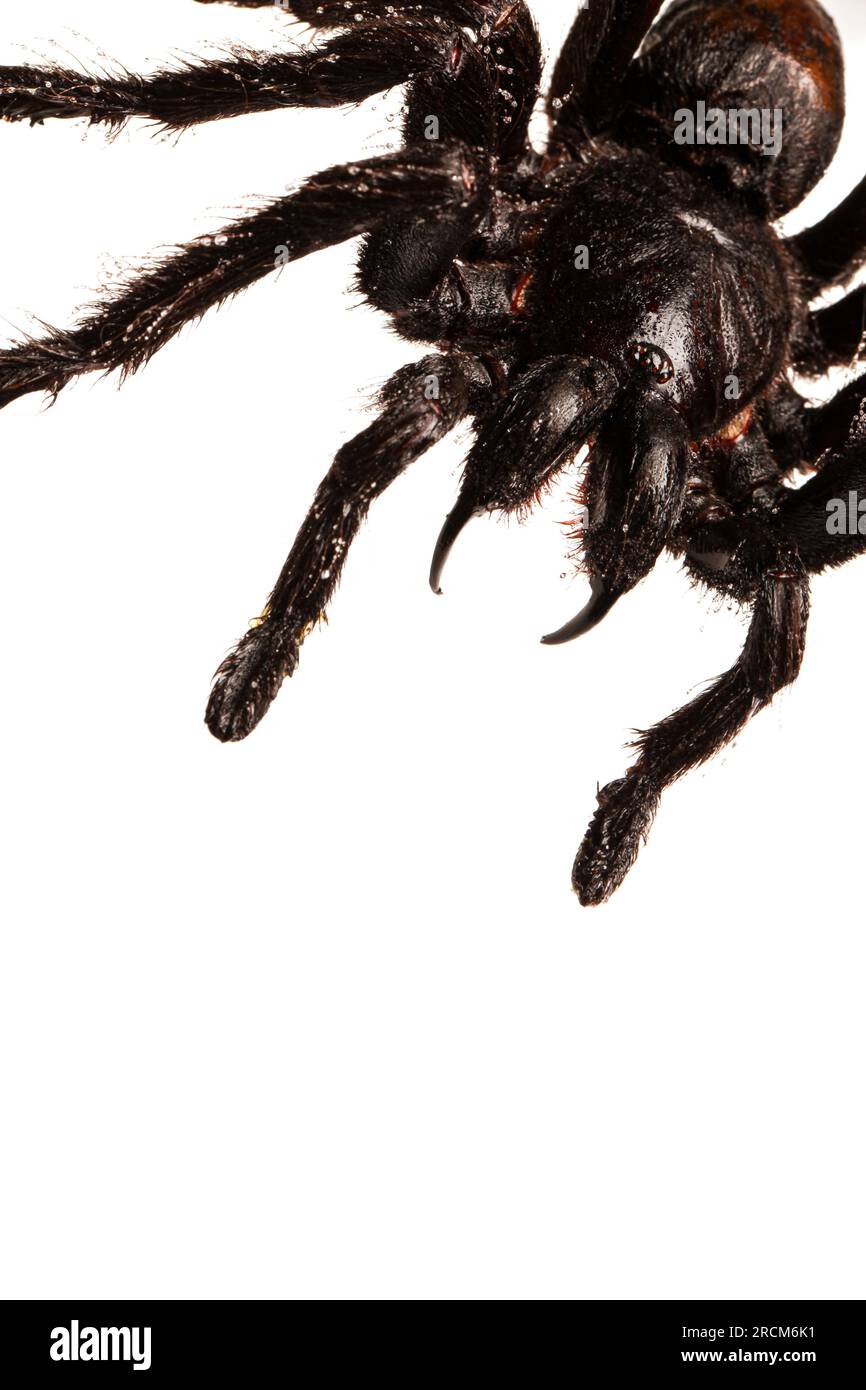 Tarantola pelosa creepy con grandi fiangs isolato su bianco Foto Stock