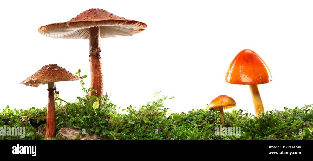 Funghi marroni e arancioni su un tronco umido e umido. Isolato su bianco. Foto Stock