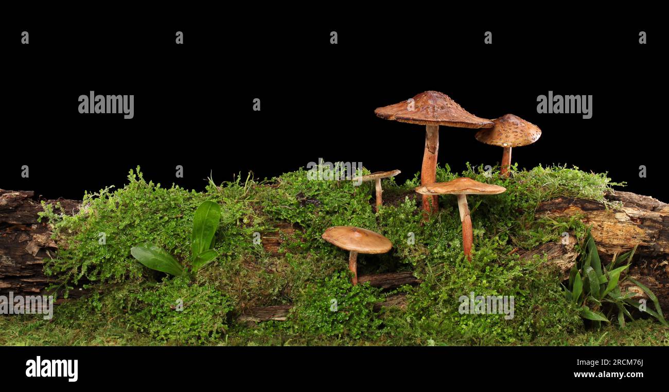 Panorama di diversi funghi marroni su un tronco umido e umido. Isolato su nero. Foto Stock
