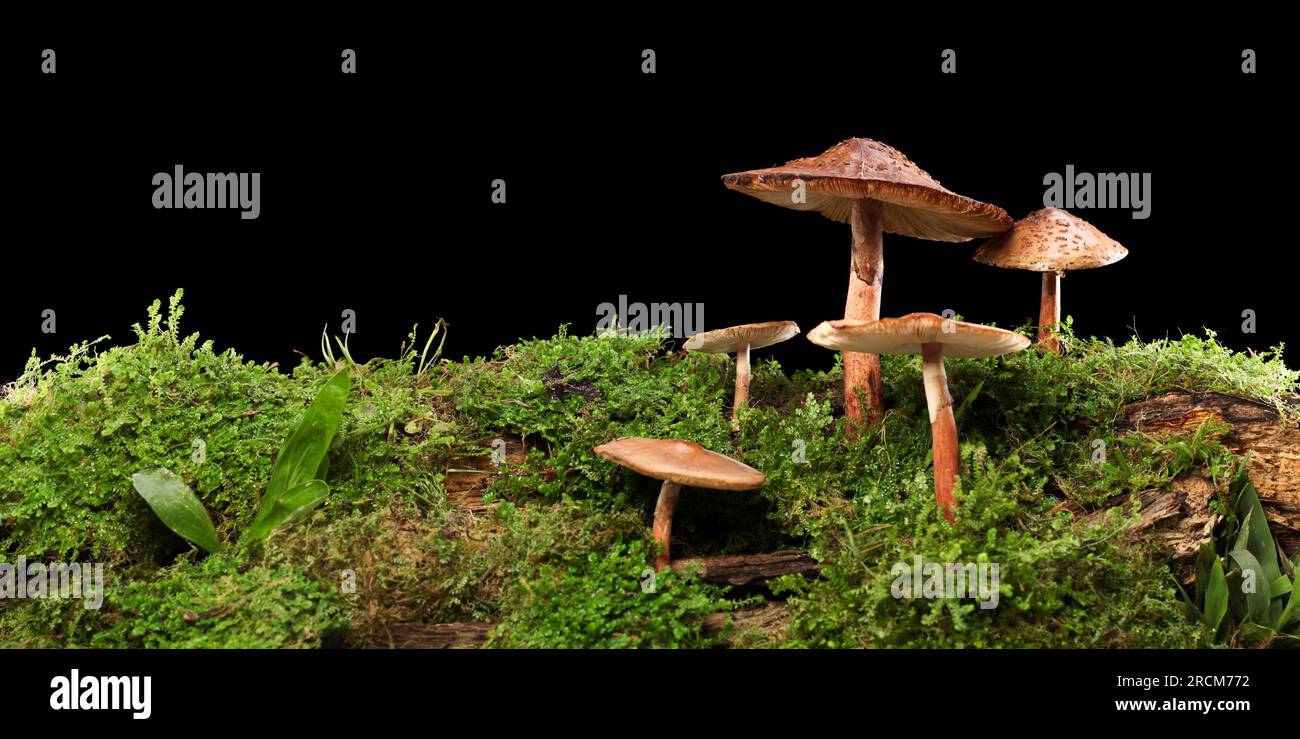 Panorama di diversi funghi marroni su un tronco umido e umido. Isolato su nero. Foto Stock