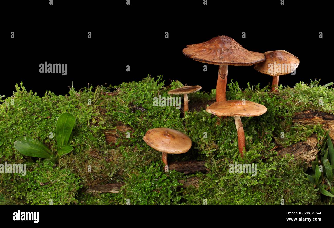 Panorama di diversi funghi marroni su un tronco umido e umido. Isolato su nero. Foto Stock