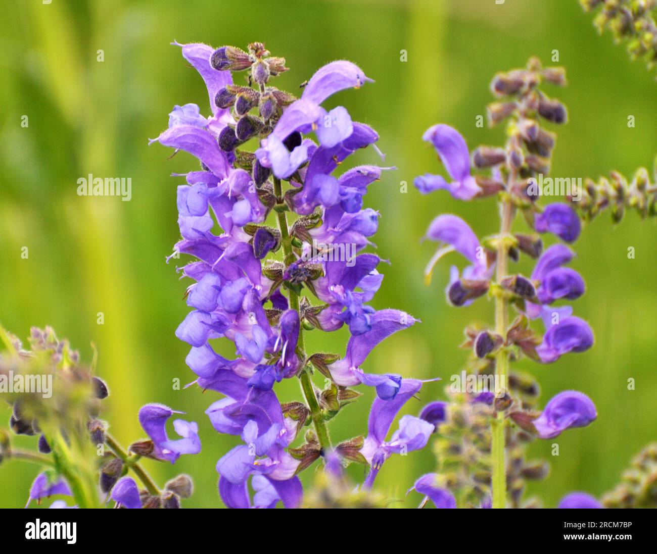 In estate la salvia prato (Salvia pratensis) fiorisce tra le erbe selvatiche Foto Stock