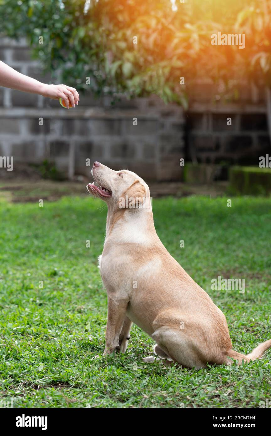 Tema dell'educazione dei cani. Profilo del cane labrador seduto sull'erba Foto Stock