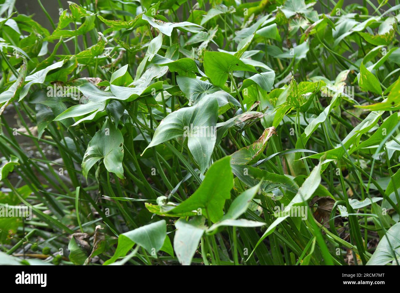 La pianta acquatica selvatica Sagittaria sagittifolia cresce in acqua a flusso lento Foto Stock