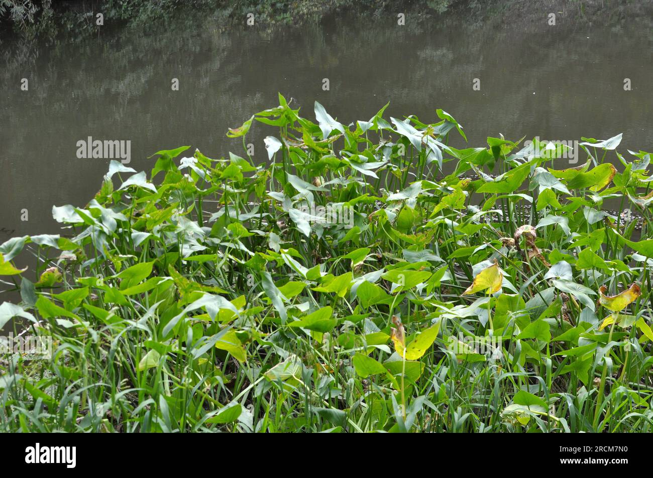 La pianta acquatica selvatica Sagittaria sagittifolia cresce in acqua a flusso lento Foto Stock