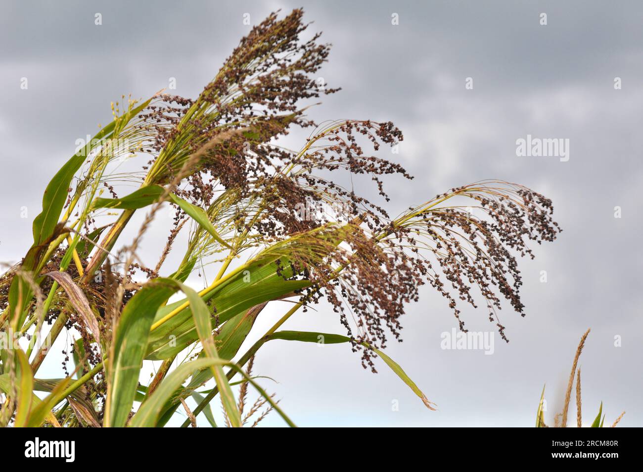 Sorgo comune (sorgo bicolore) cresce in un campo agricolo Foto Stock