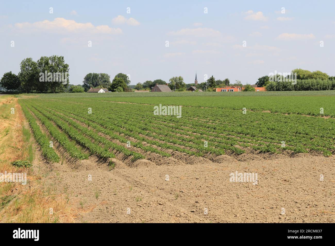 un campo di patate con letti rialzati e piante verdi e un piccolo villaggio e cielo blu sullo sfondo nella campagna olandese in primavera Foto Stock