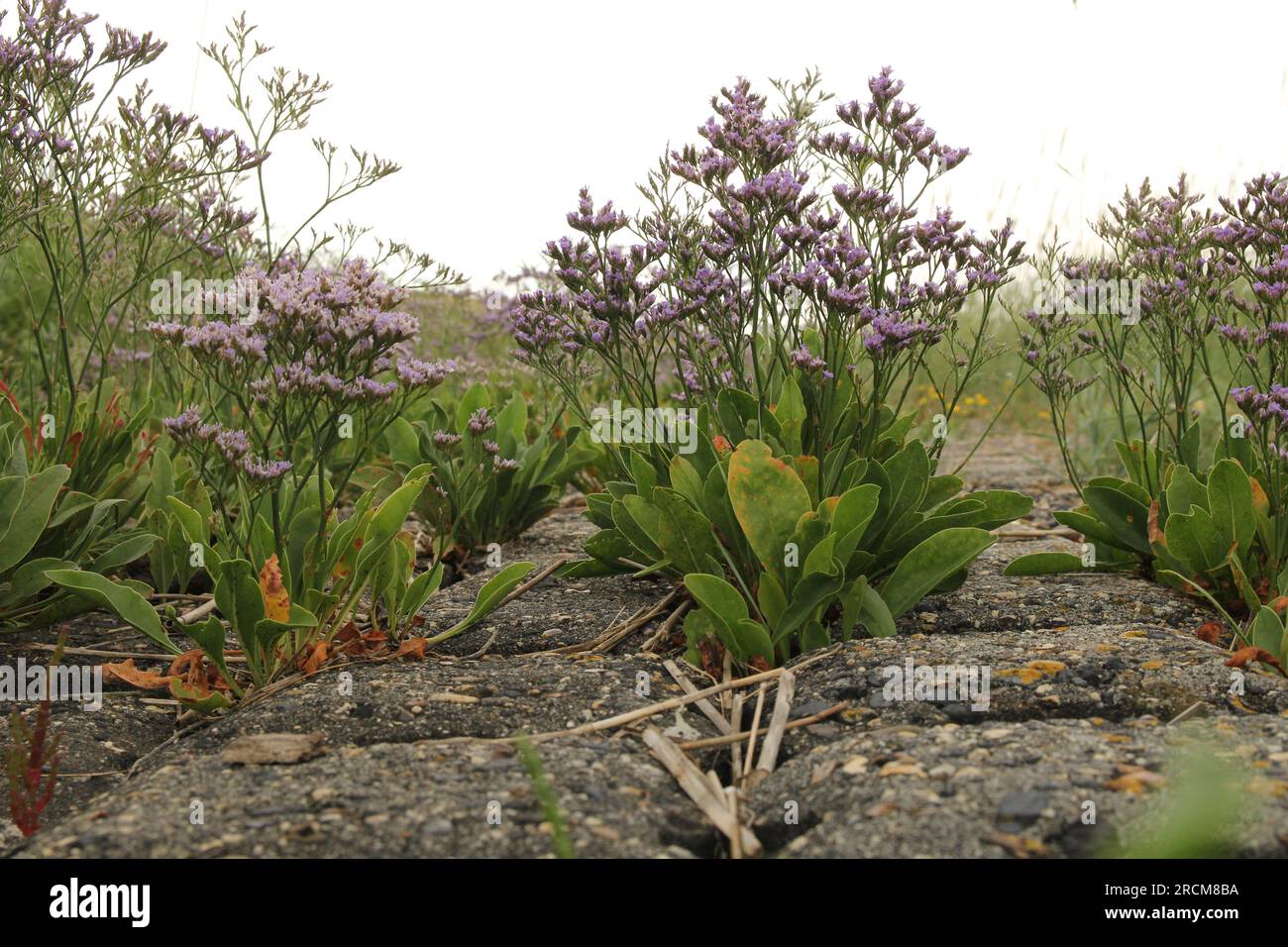 una bellissima pianta di lavanda marina con fiori viola in primo piano sulla costa in una palude salata Foto Stock