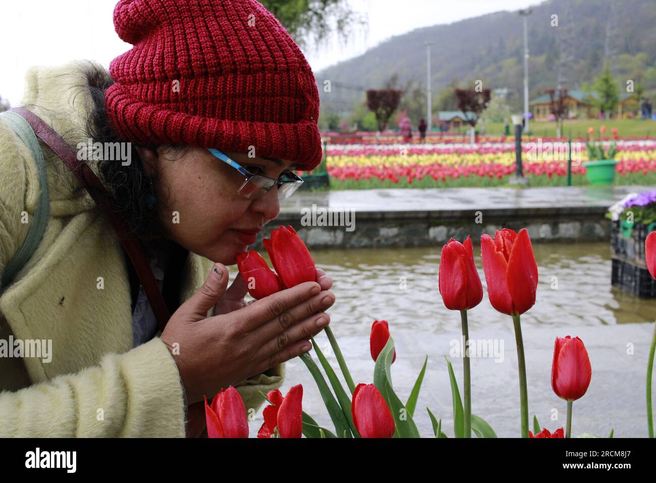 Fiore di tulipani e festival dei tulipani nel Kashmir. Splendida immagine per il montaggio a parete, sfondo floreale. Stagione turistica per visitare il Kashmir. Cattura il vib Foto Stock