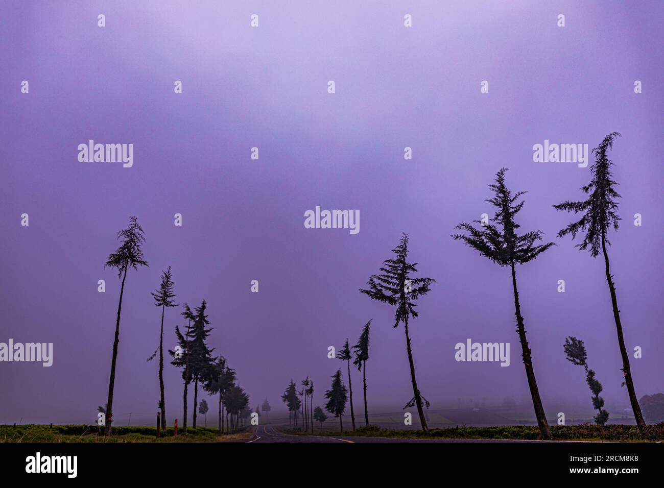 Kiambu County Farm Farming tè foglie di fattoria piantagioni su larga scala nella contea di Kiambu Kenya Africa orientale Foto Stock