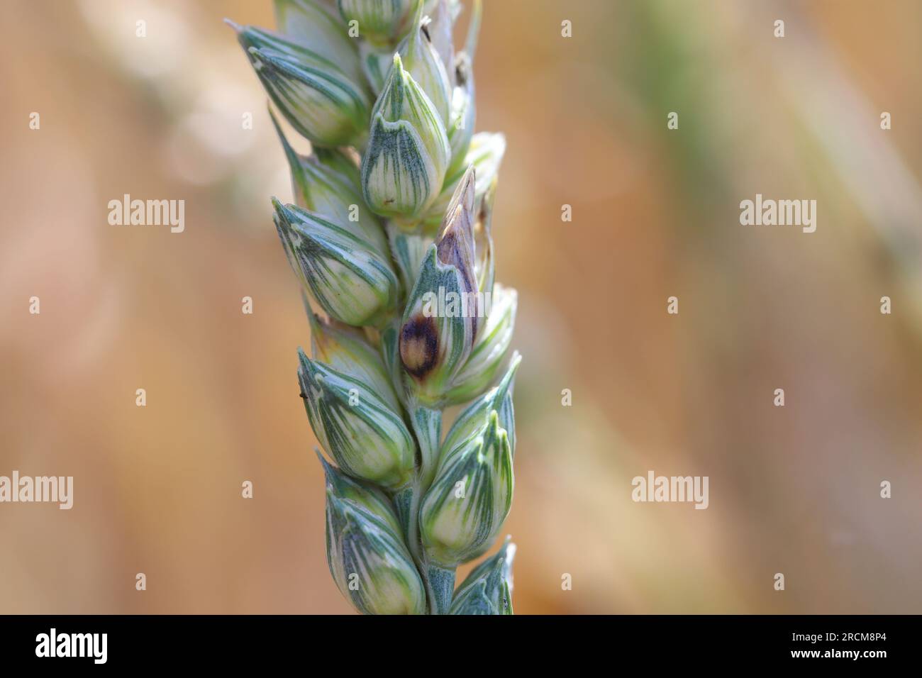 Glume blotch (Phaeosphaeria nodorum, Septoria glumarum) infetta orecchio di grano. Malattia dell'orecchio dei cereali. Foto Stock