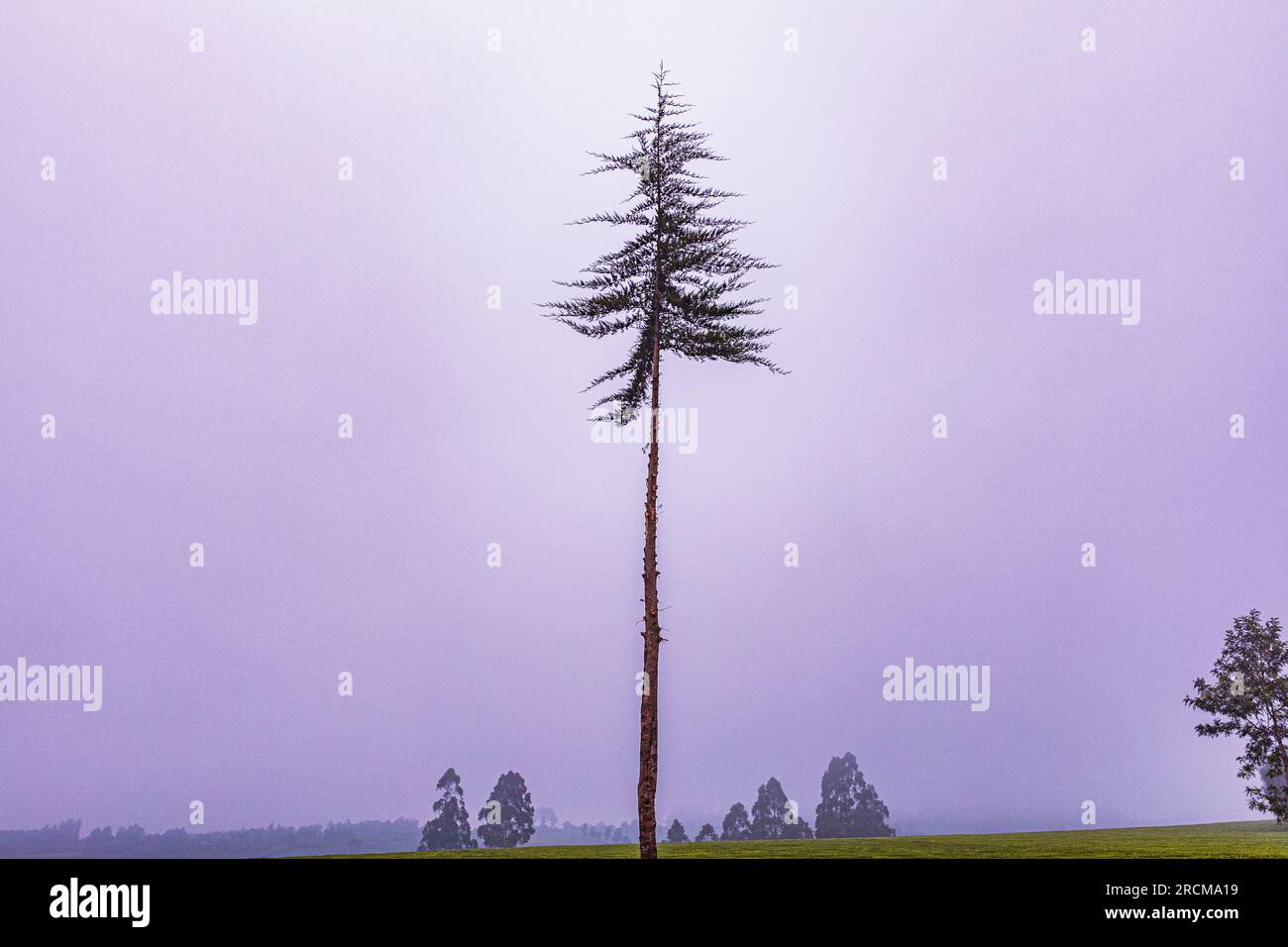 Kiambu County Farm Farming tè foglie di fattoria piantagioni su larga scala nella contea di Kiambu Kenya Africa orientale Foto Stock