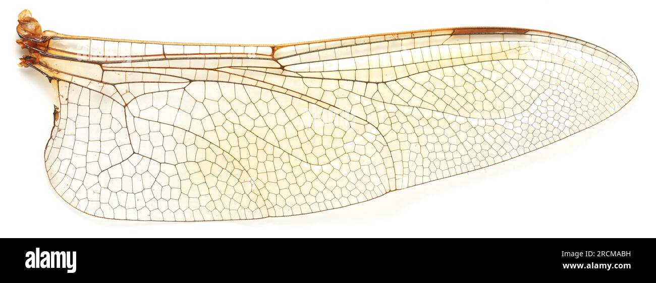 Primo piano estremo dell'ala di una libellula. Foto Stock