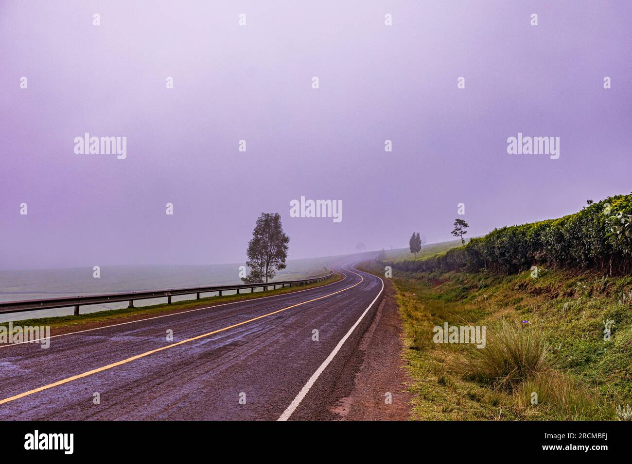 Kiambu County Farm Farming tè foglie di fattoria piantagioni su larga scala nella contea di Kiambu Kenya Africa orientale Foto Stock