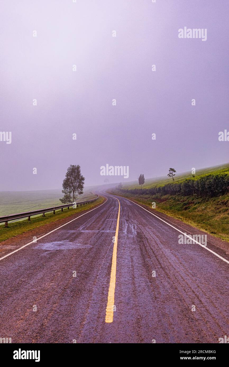 Kiambu County Farm Farming tè foglie di fattoria piantagioni su larga scala nella contea di Kiambu Kenya Africa orientale Foto Stock