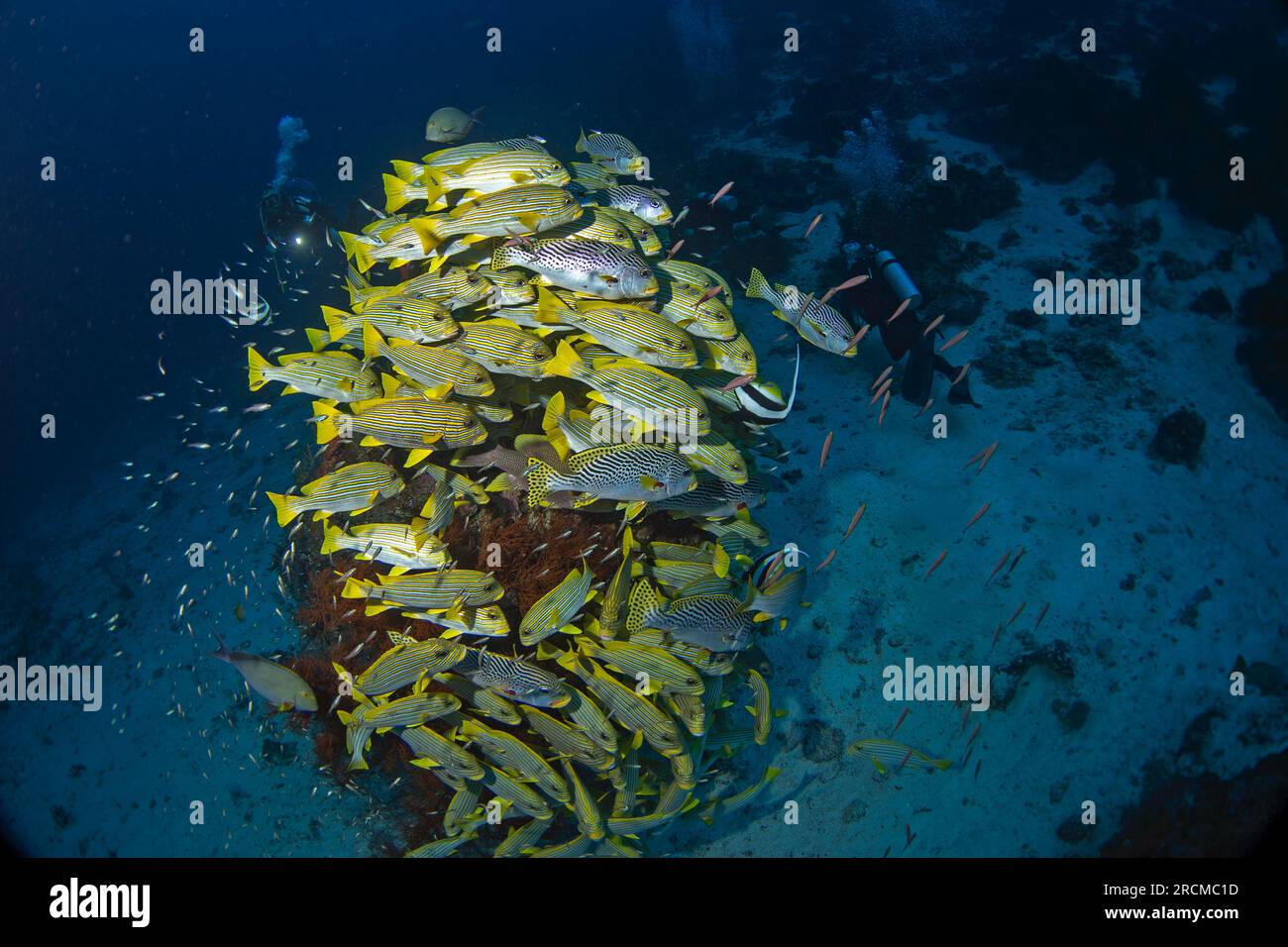 Le labbra dolcificanti gialle nuotano insieme alle labbra dolcificate a coste intorno alla roccia. Labbra dolciarie oblique con plectorhinchus polytaenia durante Foto Stock