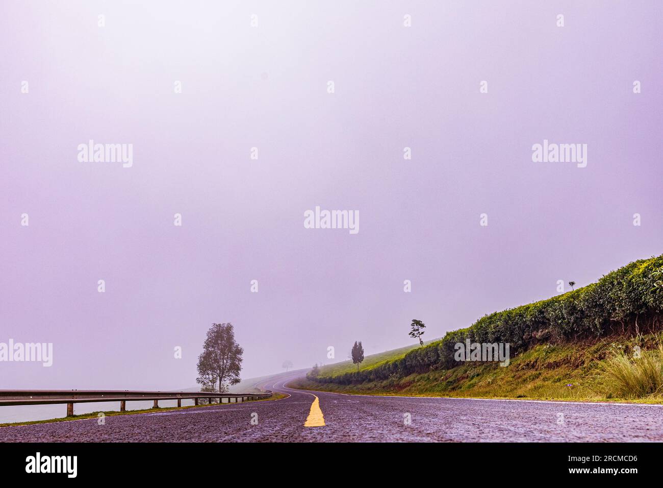 Kiambu County Farm Farming tè foglie di fattoria piantagioni su larga scala nella contea di Kiambu Kenya Africa orientale Foto Stock