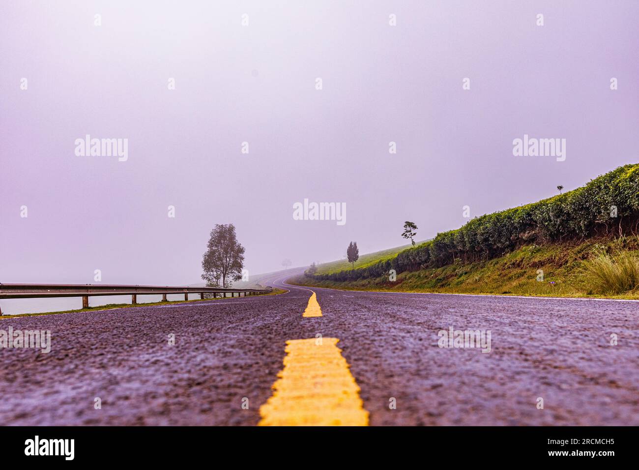 Kiambu County Farm Farming tè foglie di fattoria piantagioni su larga scala nella contea di Kiambu Kenya Africa orientale Foto Stock